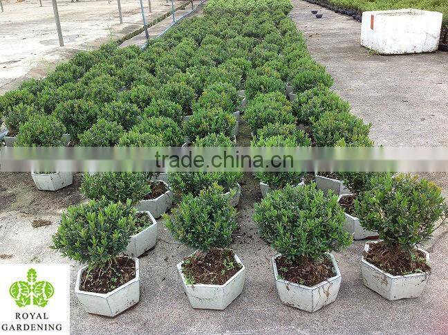 Buxus sinica samll bosnai ball shape nursery