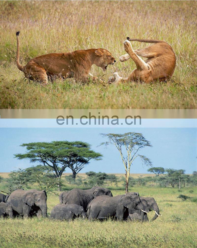 HC-300A 20MP HD Cycle Recording Hunting Wild Camera Digital Infrared 1080p mini trail game camera hc300a