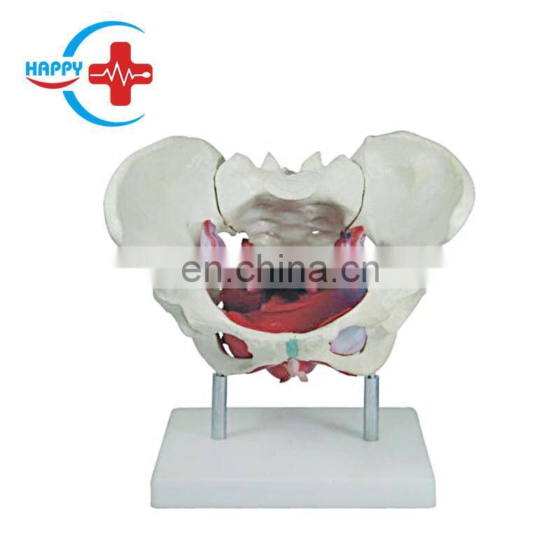 HC-S230 High quality Human body Nature size Pelvis Model with Lumbar vertebrae/Pelvis and Lumbar spine model