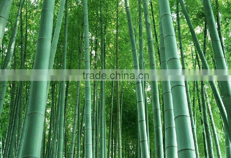 disposable bamboo food Plate