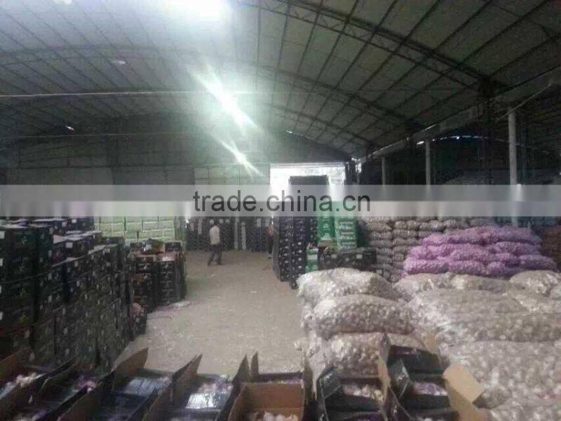 fresh white garlic 55-60cm oganic fresh garlic