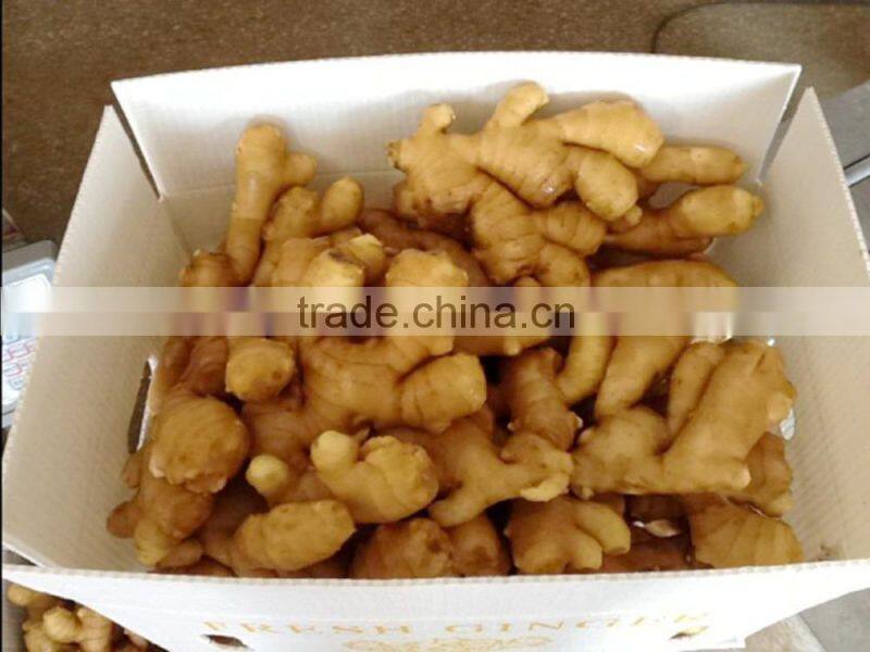 China ginger export Guangzhou ginger office