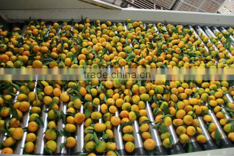 Fresh Baby Mandarin Orange Citrus Fruits