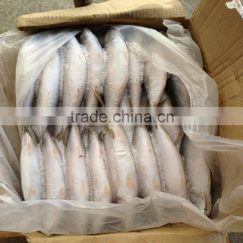 2015 October caught Mackerel frozen fish good price