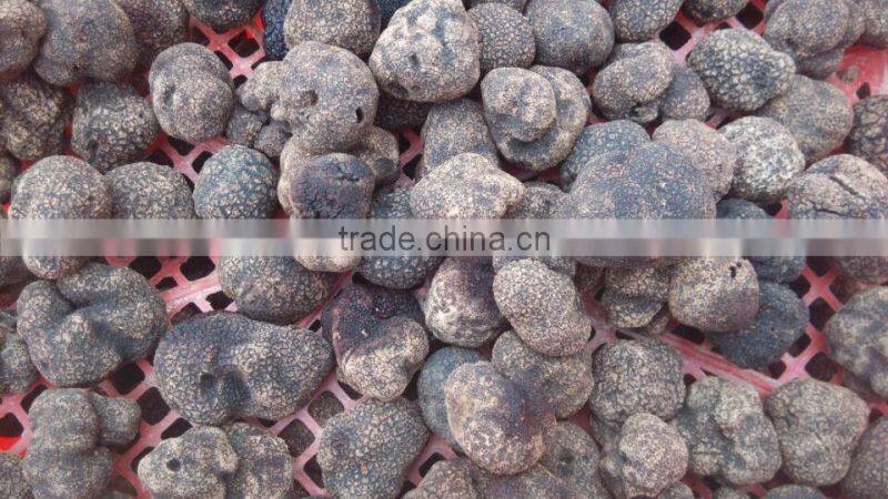 Chinese hot sale best quality frozen truffle mushroom