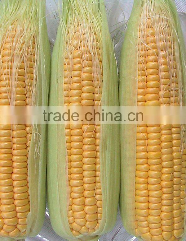 MCO01 Keai super sweet hybrid yellow corn seeds companies