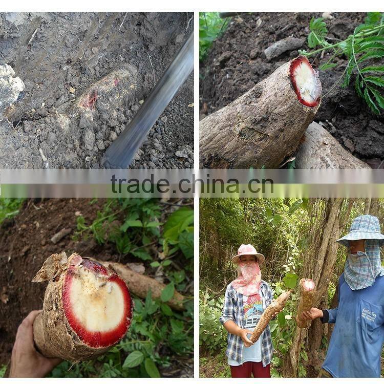 Male sexual enhancement Butea Superba extract powder