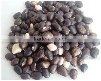 NO.1 sale kasetsart university product Herbal levodopa for cures erectile dysfunction