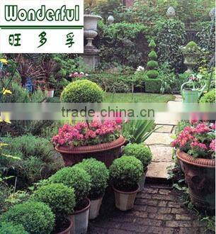 soluble organic brown seaweed fertilizer,Plant growing agent for plants root growth, flowers bloom