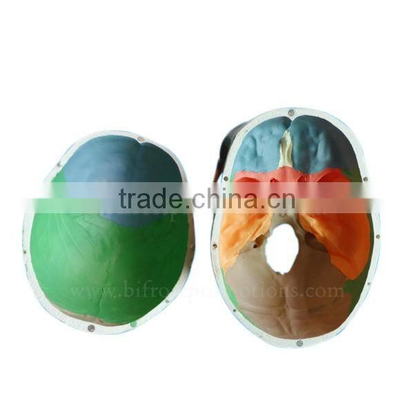Life Size Plastic Medical Anatomical Skull Model