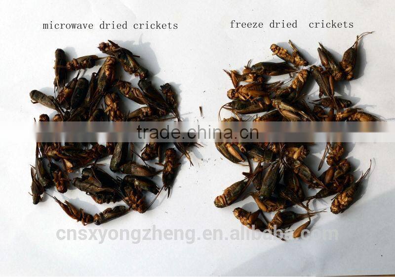 animal feed manufacturer provides straightly dry crickets
