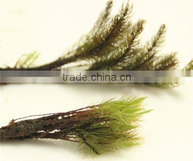 DIY accessories natural moss decorative green moss for micro landscape