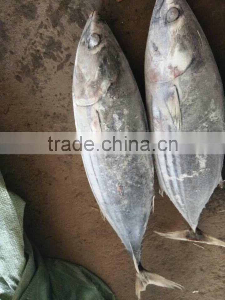 Fresh Frozen Skipjack Tuna