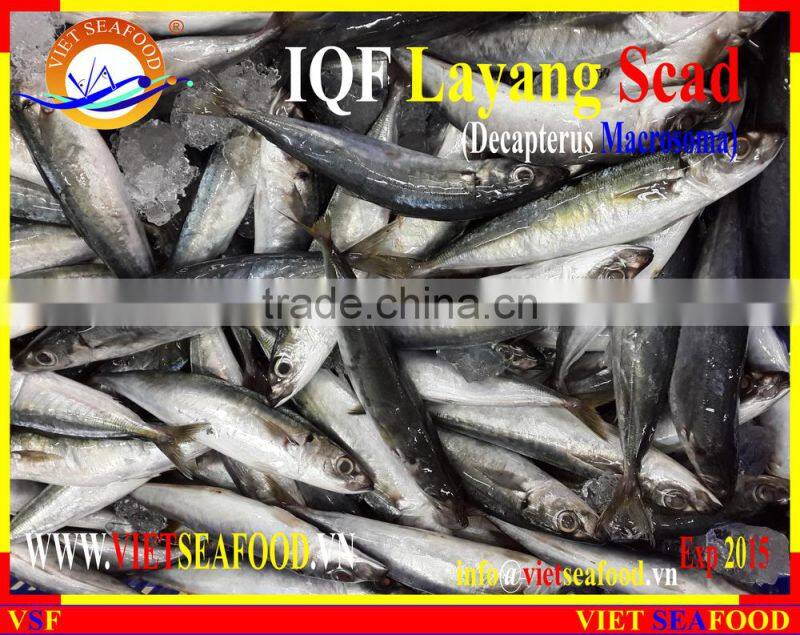 IQF LAYANG SCAD WHOLE ROUND
