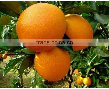 Commercial orange juice extractor machine on sale