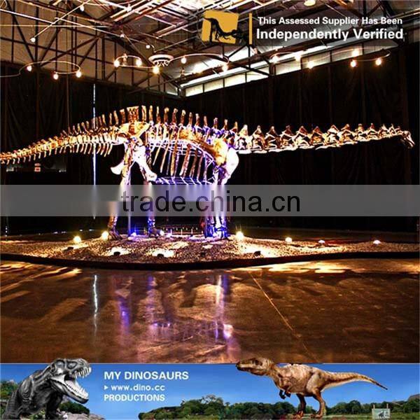 MY Dino-C039 Assembly dinosaur skeleton for indoor decoration