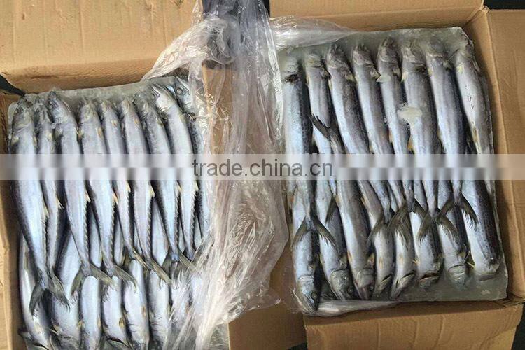 Fresh seafood scientific name of spanish mackerel