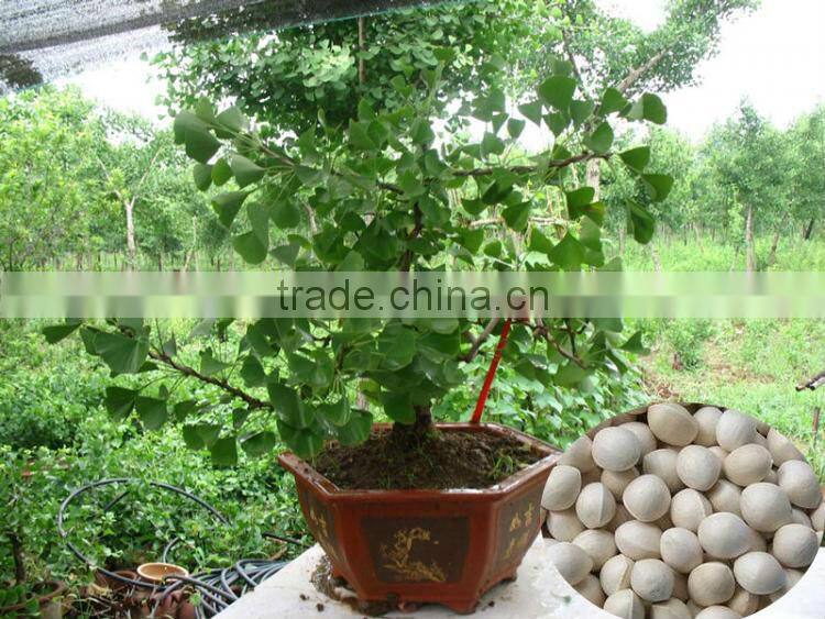 High Quality Ginkgo biloba seed for sowing