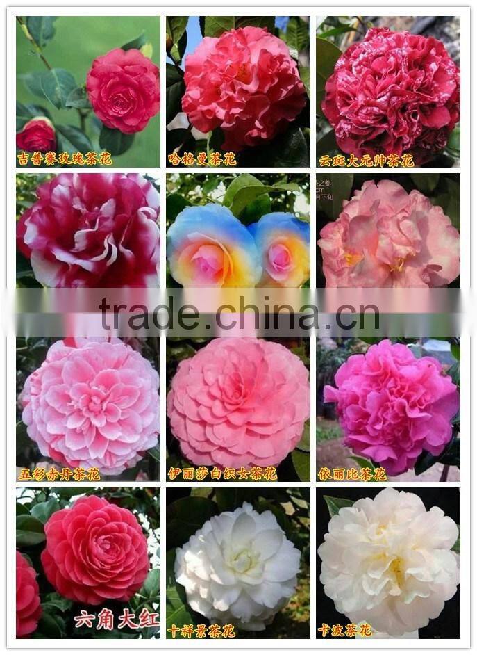 Indoor plant and outdoor plant Camellia japonica