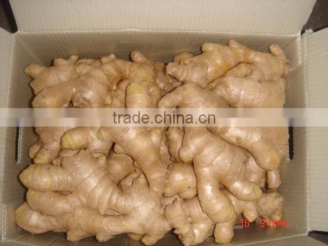 New Crop china fresh ginger for sale
