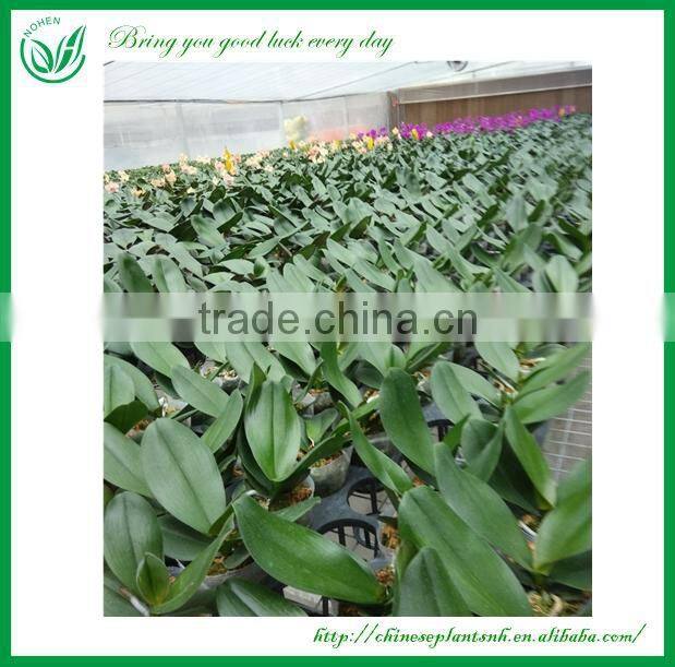 Living Plants Bonsai