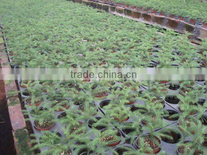 Araucaria Excelsa bonsai