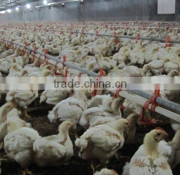 Broiler chicken poultry farm drinking system