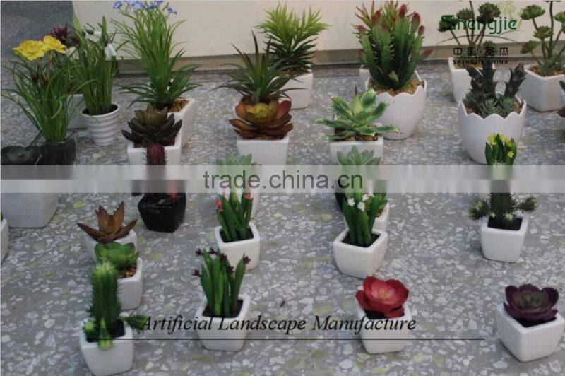mini succulent plants potted plants for decoration
