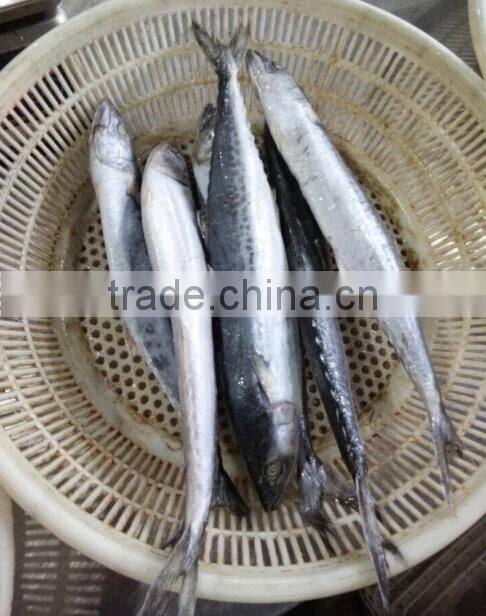 Whole Frozen Spotted Spanish Mackerel Fish