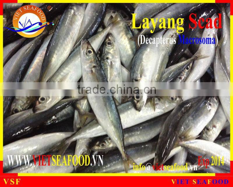 FROZEN LAYANG SCAD WHOLE ROUND