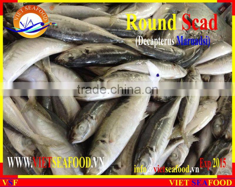 FROZEN MARUADSI (ROUND SCAD)