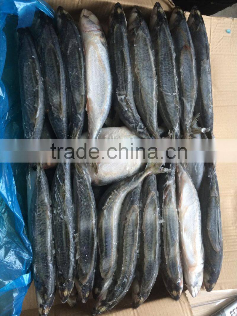 Frozen mackerel 200-300g W/R scomber japonicus