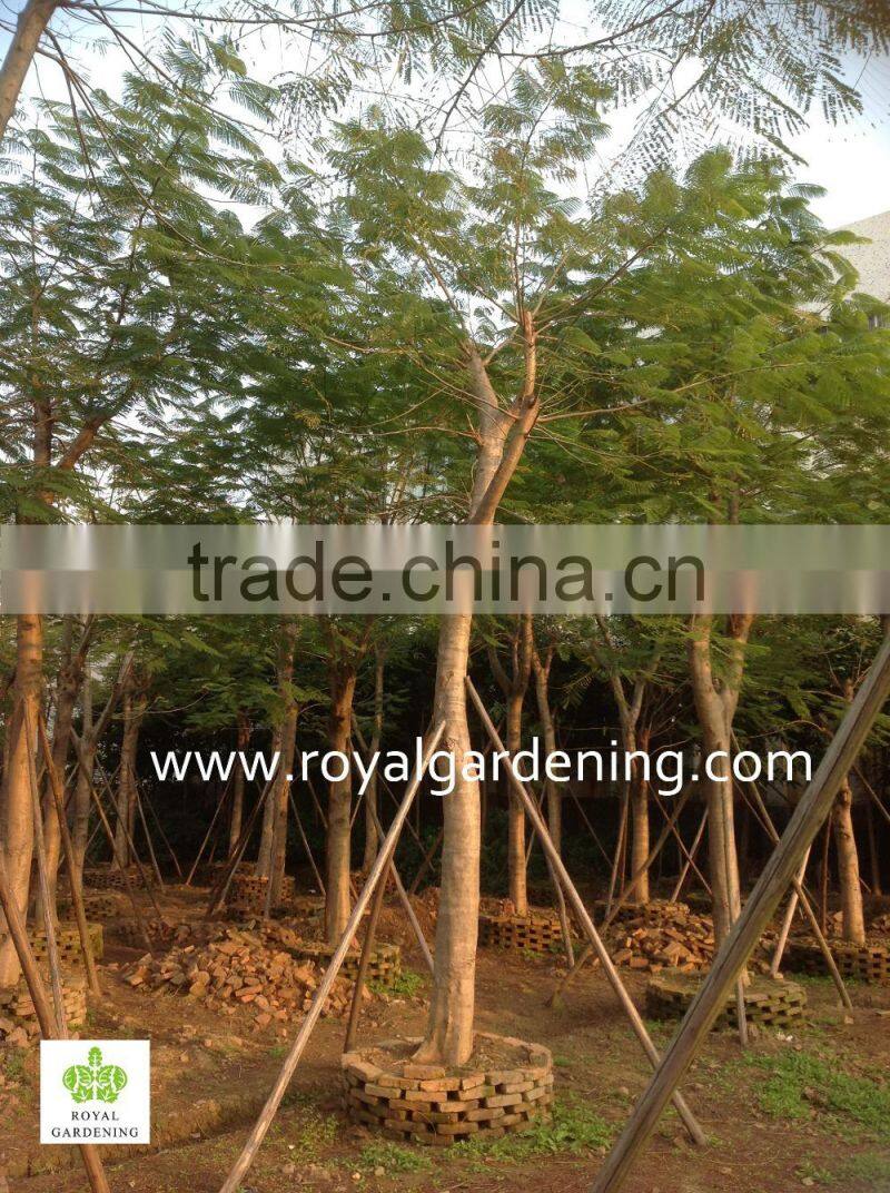 Delonix regia live trees for landscaping