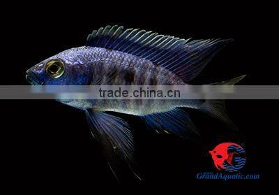 aquarium fish wholesale in Thailand