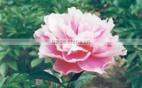 Herbaceous Peony Plant Root TAO HUA FEI XUE