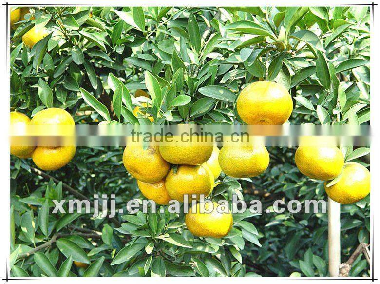 natrual rippen Yongchun Oranges