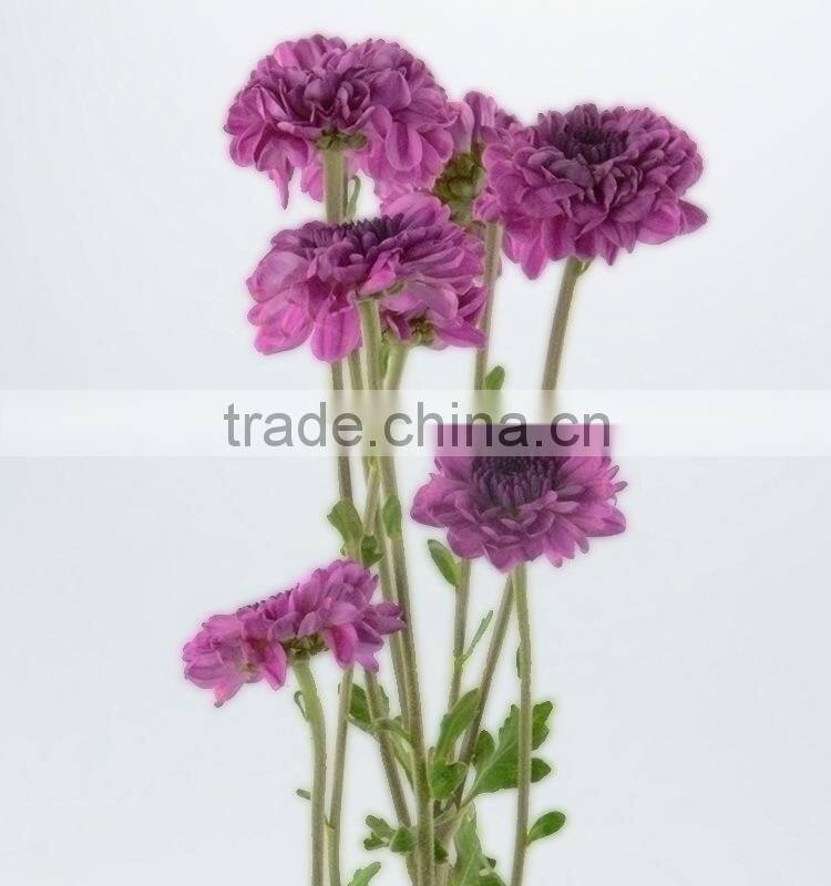 Alibaba china hot selling chrysanthemum from yunnan