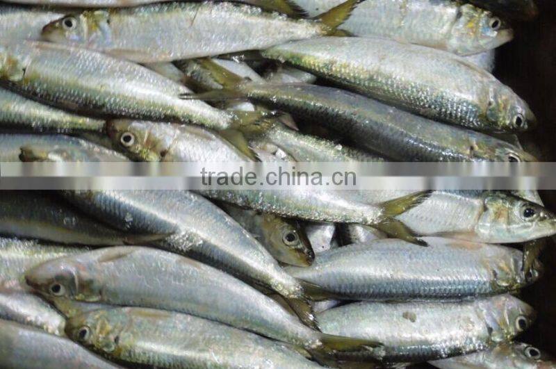Frozen Sardina Melamosticta Frozen Fresh Sardine