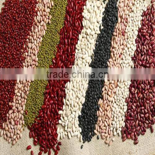 Light Speckled Kidney Bean 2010 long shape