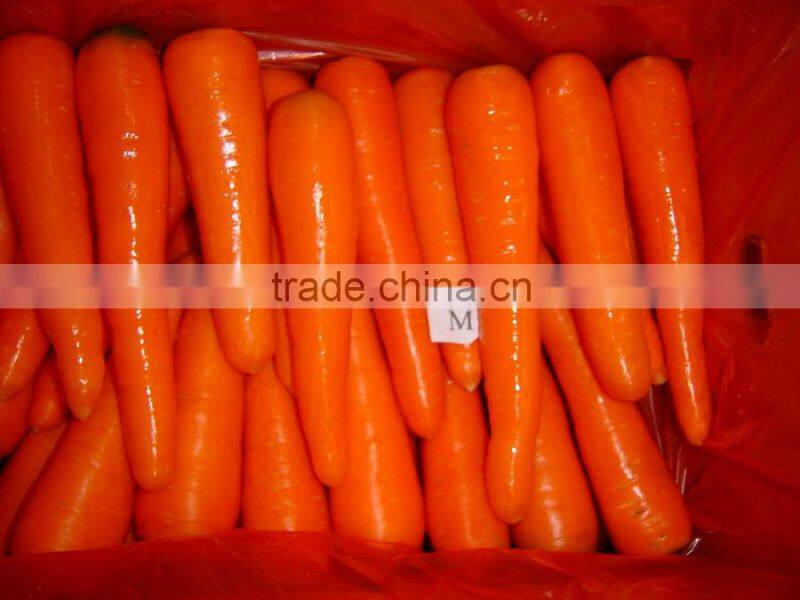 Carrot