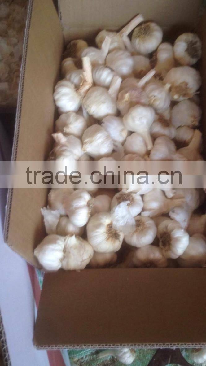 Takings Egyptian Garlic...dry garlic with best quality