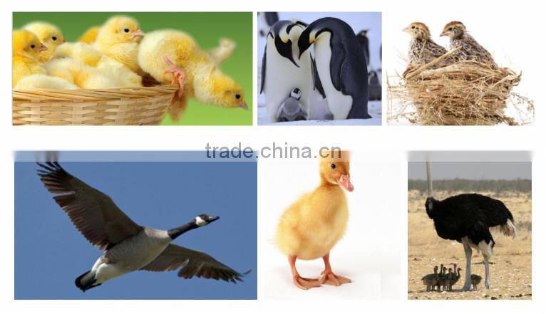Mujia chicken egg incubator hatching machine for sale