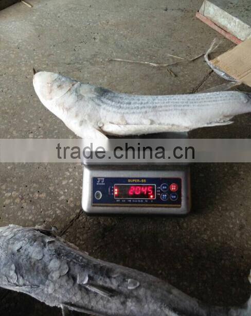 Frozen Whole Round Mullet