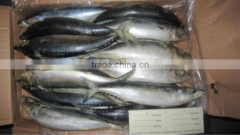 New frozen mackerel load nov 22 (500g up)