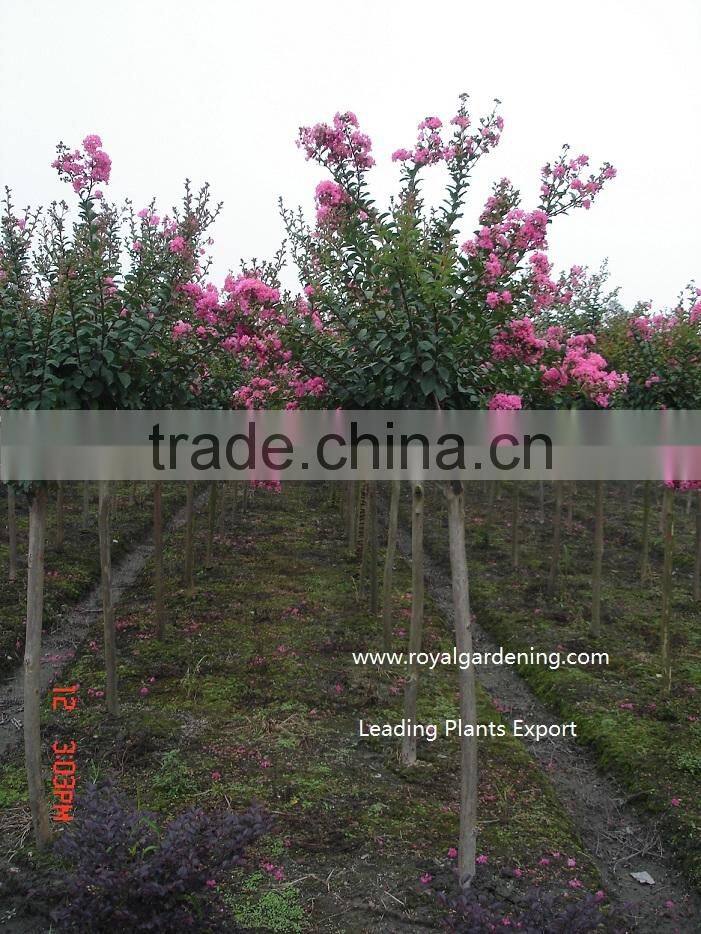 Lagerstroemia indica straight trunk