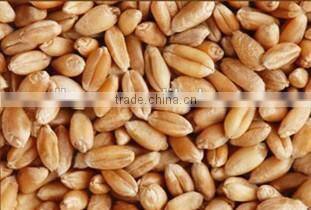 5-50kg Automatic packing rice machine, cheap price