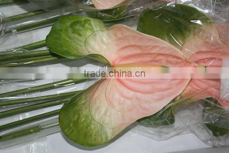Elegant in smell factory direct fresh antirrhinum bunch