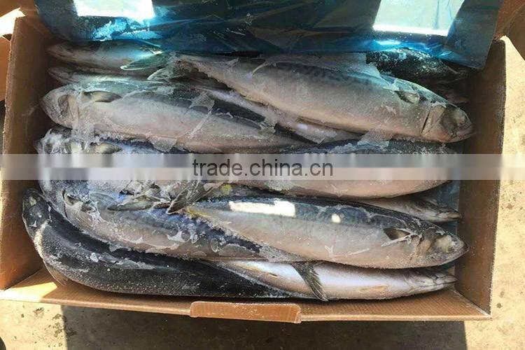 Frozen pacific mackerel 400/600 g for sale
