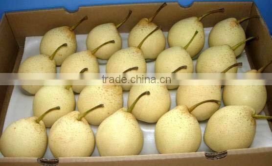 Asian Pear Fruit