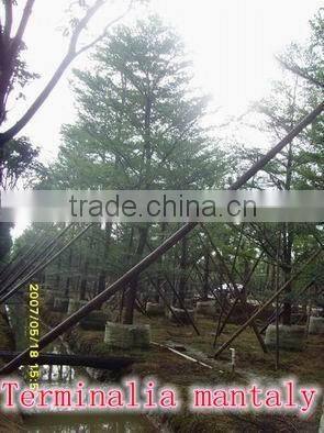 Outdoor Landscaping tall Ornamental green decorative Plants